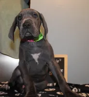 Coraline, a female Great Dane for sale in Holland Patent, NY – 1 of 10