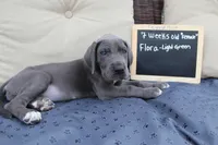 Flora, a female Great Dane for sale in Holland Patent, NY – Photo 4 of 10