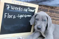 Flora, a female Great Dane for sale in Holland Patent, NY – Photo 2 of 10