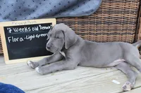 Flora, a female Great Dane for sale in Holland Patent, NY – Photo 6 of 10