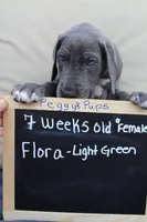 Flora, a female Great Dane for sale in Holland Patent, NY – Photo 3 of 10