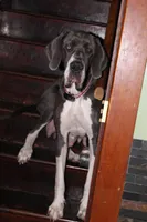 Flora, a female Great Dane for sale in Holland Patent, NY – Photo 10 of 10