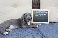 Flora, a female Great Dane for sale in Holland Patent, NY – Photo 8 of 10