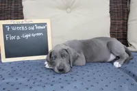 Flora, a female Great Dane for sale in Holland Patent, NY – Photo 7 of 10