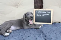 Flora, a female Great Dane for sale in Holland Patent, NY – Photo 9 of 10