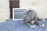 Flora, a female Great Dane for sale in Holland Patent, NY – Photo 5 of 10