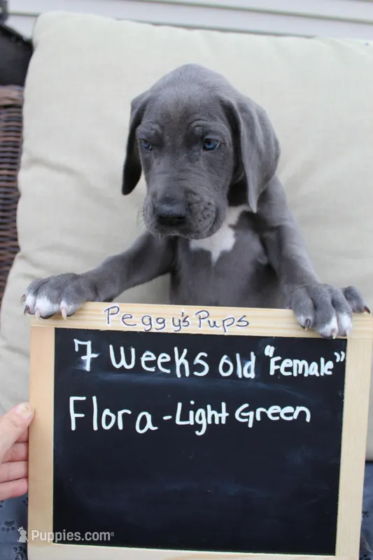 Flora – Great Dane puppy for sale in Holland Patent, NY
