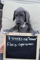 Flora, a female Great Dane for sale in Holland Patent, NY – Photo 1 of 10