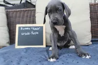 Ursula, a female Great Dane for sale in Holland Patent, NY – Photo 2 of 9