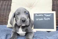 Ursula, a female Great Dane for sale in Holland Patent, NY – Photo 4 of 9