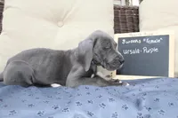 Ursula, a female Great Dane for sale in Holland Patent, NY – Photo 7 of 9