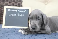 Ursula, a female Great Dane for sale in Holland Patent, NY – Photo 5 of 9