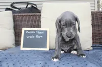 Ursula, a female Great Dane for sale in Holland Patent, NY – Photo 6 of 9