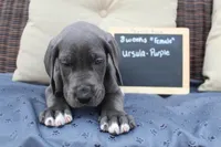 Ursula, a female Great Dane for sale in Holland Patent, NY – Photo 3 of 9