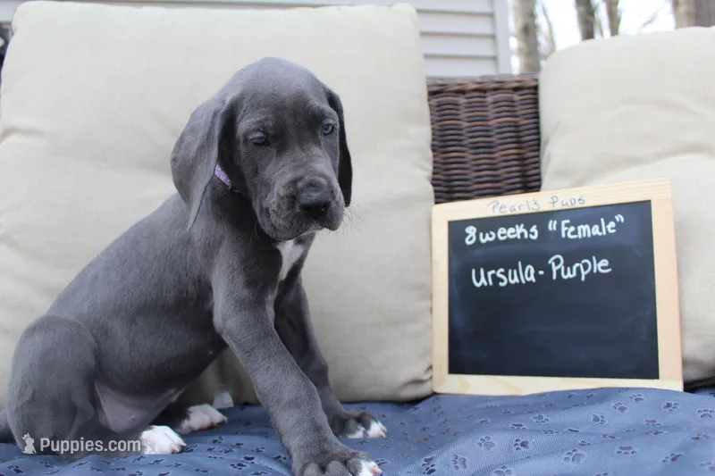 Ursula – Great Dane puppy for sale in Holland Patent, NY