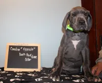 Coraline, a female Great Dane for sale in Holland Patent, NY – 2 of 10