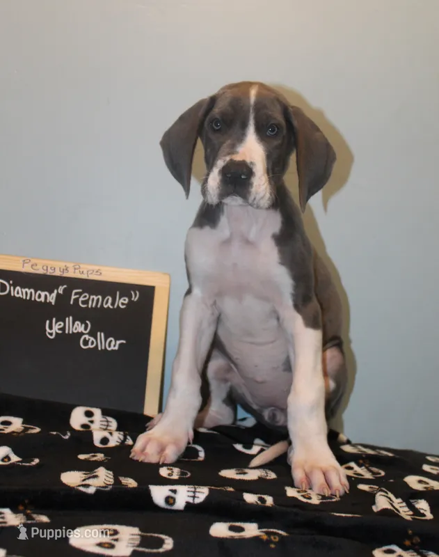 Diamond – Great Dane puppy for sale in Holland Patent, NY