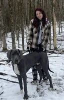 Ruckus, a male Great Dane for sale in Holland Patent, NY – Photo 7 of 7