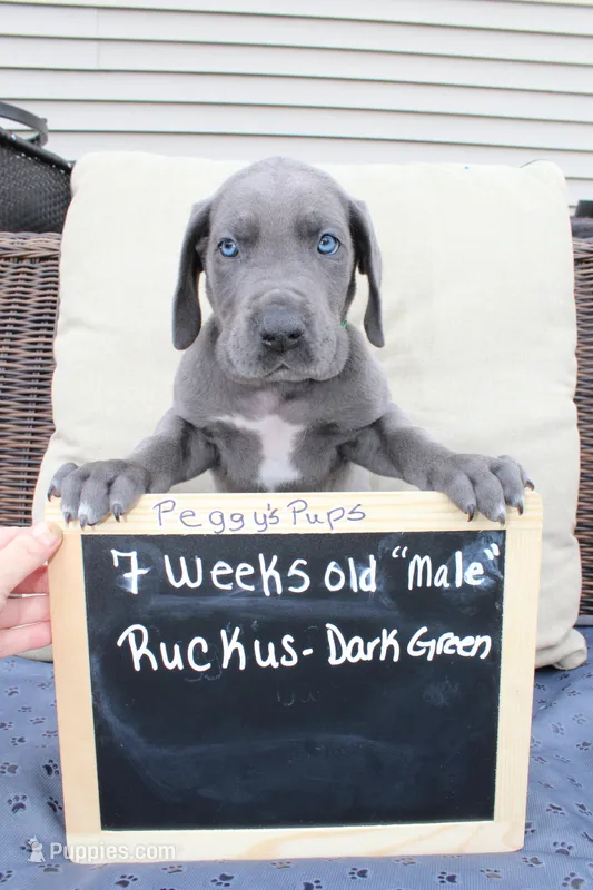 Ruckus – Great Dane puppy for sale in Holland Patent, NY