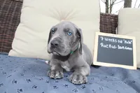 Ruckus, a male Great Dane for sale in Holland Patent, NY – Photo 2 of 7