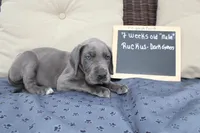 Ruckus, a male Great Dane for sale in Holland Patent, NY – Photo 5 of 7