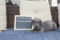 Ruckus, a male Great Dane for sale in Holland Patent, NY – Photo 4 of 7