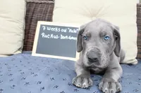 Ruckus, a male Great Dane for sale in Holland Patent, NY – Photo 3 of 7