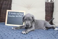 Coraline, a female Great Dane for sale in Holland Patent, NY – Photo 6 of 10