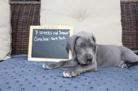 Coraline, a female Great Dane for sale in Holland Patent, NY – Photo 8 of 10