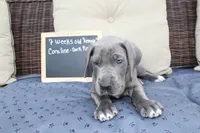 Coraline, a female Great Dane for sale in Holland Patent, NY – Photo 7 of 10