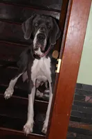 Coraline, a female Great Dane for sale in Holland Patent, NY – Photo 9 of 10