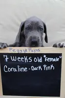 Coraline, a female Great Dane for sale in Holland Patent, NY – Photo 2 of 10