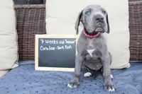 Coraline, a female Great Dane for sale in Holland Patent, NY – Photo 5 of 10