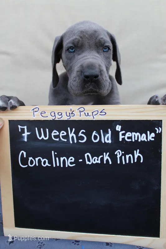 Coraline – Great Dane puppy for sale in Holland Patent, NY