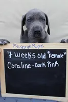 Coraline, a female Great Dane for sale in Holland Patent, NY – Photo 1 of 10
