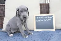 Coraline, a female Great Dane for sale in Holland Patent, NY – Photo 4 of 10