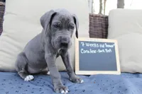 Coraline, a female Great Dane for sale in Holland Patent, NY – Photo 3 of 10