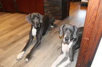 Coraline, a female Great Dane for sale in Holland Patent, NY – Photo 10 of 10