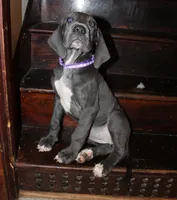 Ursula, a female Great Dane for sale in Holland Patent, NY – 2 of 10
