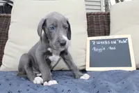 Reggie, a male Great Dane for sale in Holland Patent, NY – Photo 5 of 8