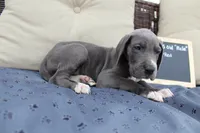 Reggie, a male Great Dane for sale in Holland Patent, NY – Photo 2 of 8