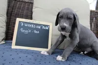 Reggie, a male Great Dane for sale in Holland Patent, NY – Photo 4 of 8