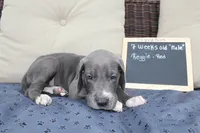 Reggie, a male Great Dane for sale in Holland Patent, NY – Photo 6 of 8