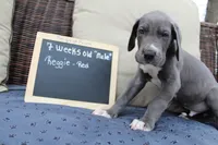 Reggie, a male Great Dane for sale in Holland Patent, NY – Photo 3 of 8