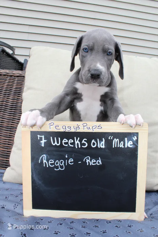 Reggie – Great Dane puppy for sale in Holland Patent, NY
