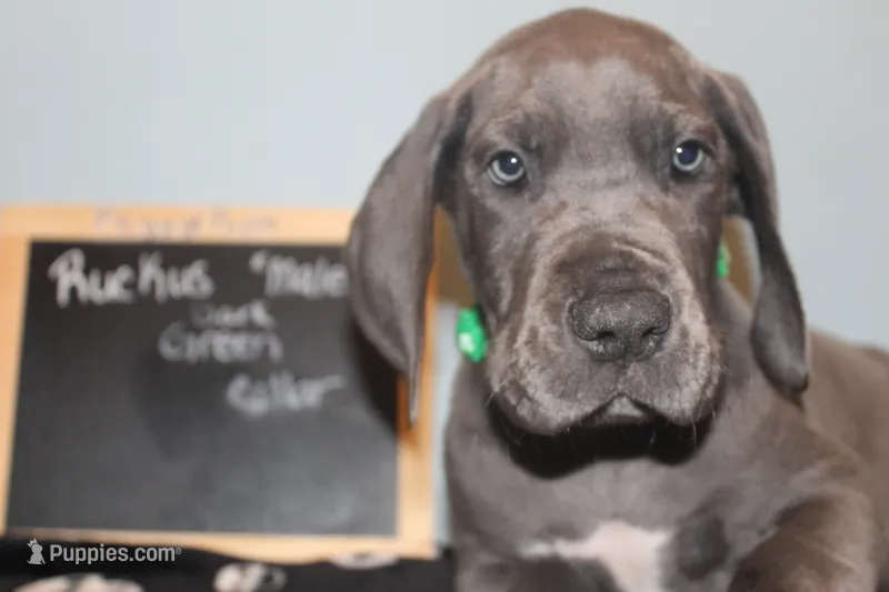 Ruckus – Great Dane puppy for sale in Holland Patent, NY
