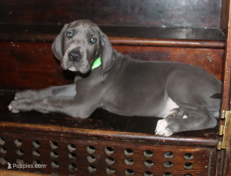 Flora – Great Dane puppy for sale in Holland Patent, NY