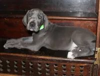 Flora, a female Great Dane for sale in Holland Patent, NY – 1 of 10