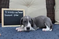 Diamond, a female Great Dane for sale in Holland Patent, NY – Photo 5 of 8