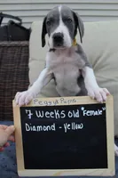 Diamond, a female Great Dane for sale in Holland Patent, NY – Photo 2 of 8